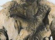Roald Amundsen (Protagonistas Siglo