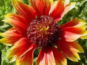 Gaillardia