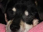 BORNI, CIEGO, (sin ojos) 7AÑOS, ENJAULADO. (Barcelona)