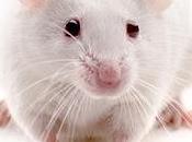 Trasplantan éxito neuronas laboratorio