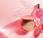 Nueva Colección Maquillaje Inspirada Perfumada Rosa