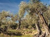 Salvemos olivares centenarios: Nacional autonómica proteja.