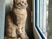 gata visillo