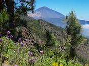 Mirador Ayosa Parque Nacional Teide Tenerife