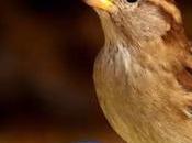 Como pajarito