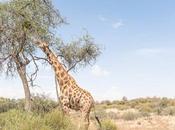 cosas hacer Bloemfontein