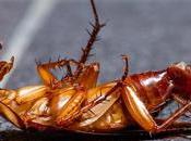 verano vuelve plaga cucarachas, mosquitos roedores