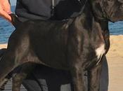 Barcelona, Madrid Valencia, provincias mayor demanda perros guardianes