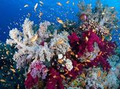 ¿Qué arrecifes coral cómo forman?