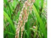 Arroz como planta medicinal