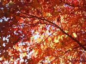 Jardines otoño
