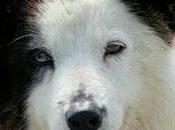 ¿perros inteligentes? conozca inteligentes