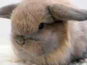 Enano Angora Micro Canela Conejo