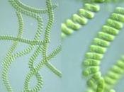 Aprovecha alga Spirulina platensis crea nuevo colorante