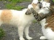 Como perro gato