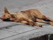 Libertad para sacrificar perros Rumania