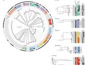 Bacterias garganta fuente Streptococcus grupo