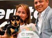 Gobierno Luis Potosí entrega toneladas alimento para perros situación calle