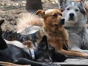 hecho histórico: Barcelona perros niños