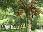 Cocotero