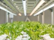 Unión OnePointOne-Vertical Green: Avance Agricultura Vertical