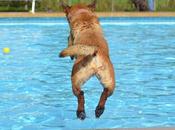 Piscinas Lara: «Las clases natación para perros medida particulares deberían considerar este verano»