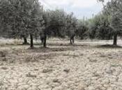 Sequía olivar ayuda ninguna administración