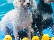Aquapark canino Barcelona: único parque acuático para perros Europa