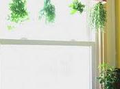 Colgar plantas forma original