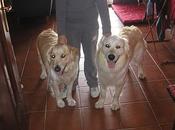 URGENTE, favor, quién puede sabe alquien pueda acoger: Luci (yorkshire) Murphy (golden).