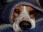 Como cuidar nuestro perro invierno