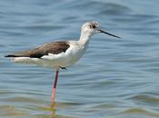 Doñana: Limícolas...