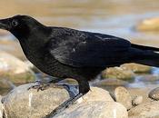 Corneja negra Aragón (Corvus corone)