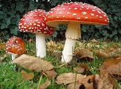 riesgos hongos venenosos