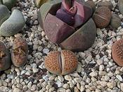 Lithops, cultivo hidroponico