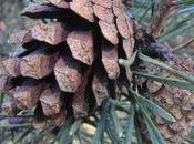 Jardín Botánico Gijón presenta programación Navideña