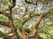 5.577 viejo roble...