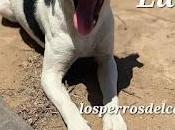 busca Luna