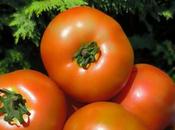 Ensalada tomates Ucieda ensalada sana sabrosa