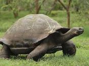 tortugas Galápagos, gigantes borde exterminio