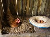 pienso ecológico para gallinas ponedoras Bifeedoo aporta nutrición natural conseguir huevos mayor calidad sabor