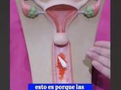 Todo necesitas saber sobre Gine Canesten durante menstruación: aliado para alivio prevención!