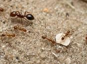 hormiga roja fuego especie invasora provoca gran impacto ecosistemas salud humana