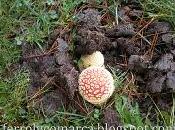 Amanita Muscaria