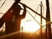 Villa Clara prepara para zafra entregar azúcar calidad