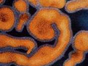 Desarrollan vacuna contra virus Ébola