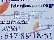 Crisis, what crisis?: pareció lindo gatito.