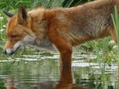 ¿Cómo observar animales hábitat?