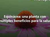 Equinácea: planta múltiples beneficios para salud