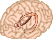 ¿Como hipocampo detecta recuerdos verdaderos falsos?